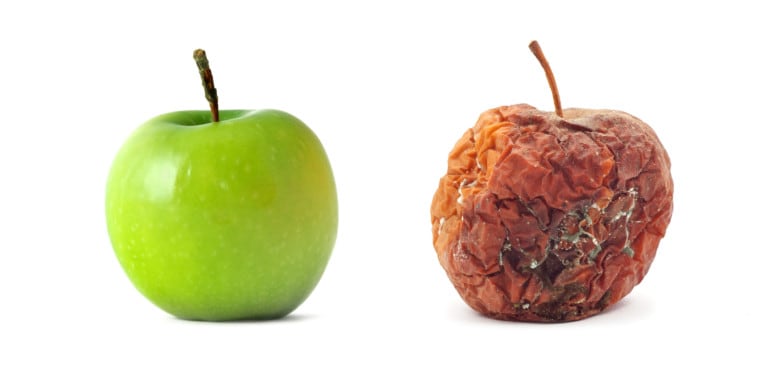 Which apple would you choose? Human grade dog treats choose real, delicious fruit, not fruit that is rotting and should be composted.
