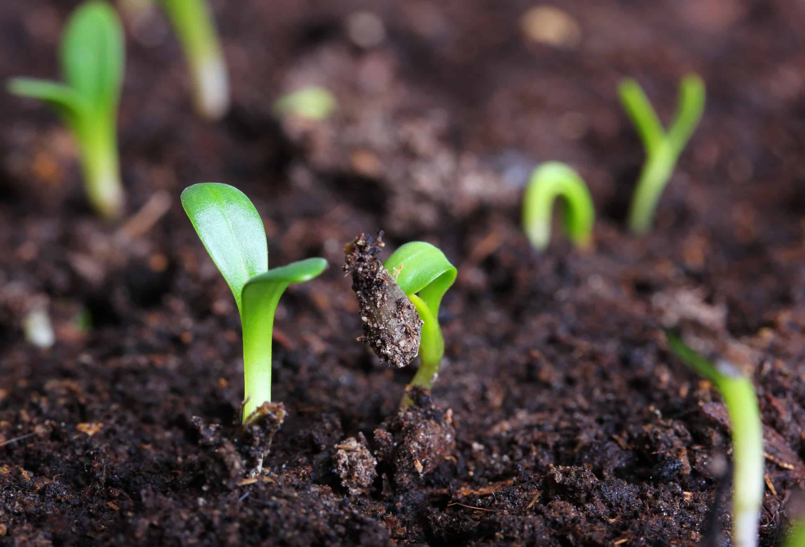 Organic farming helps build better soil
