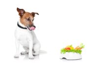 What are the best options for vegetables dogs can eat.