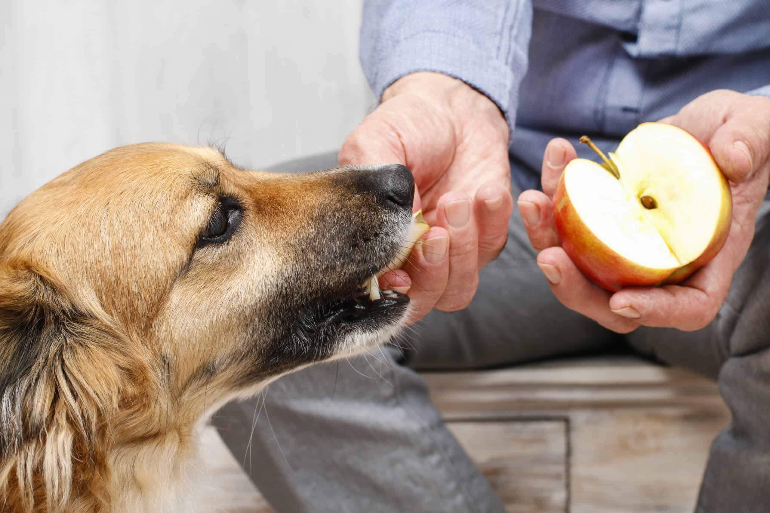 Man feeding his dog an apple