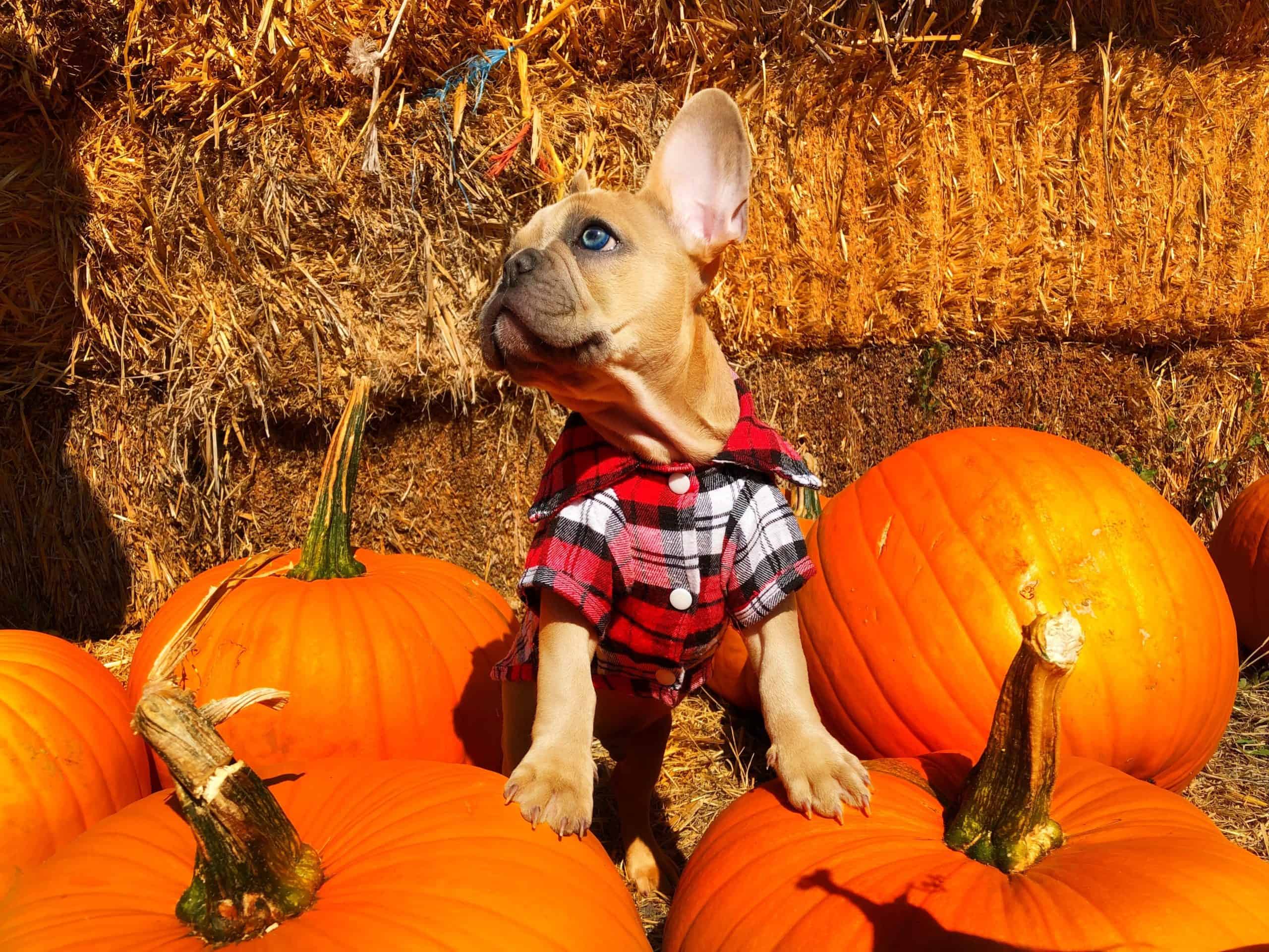 Can dogs have pumpkin? Dog posing with pumpkins!