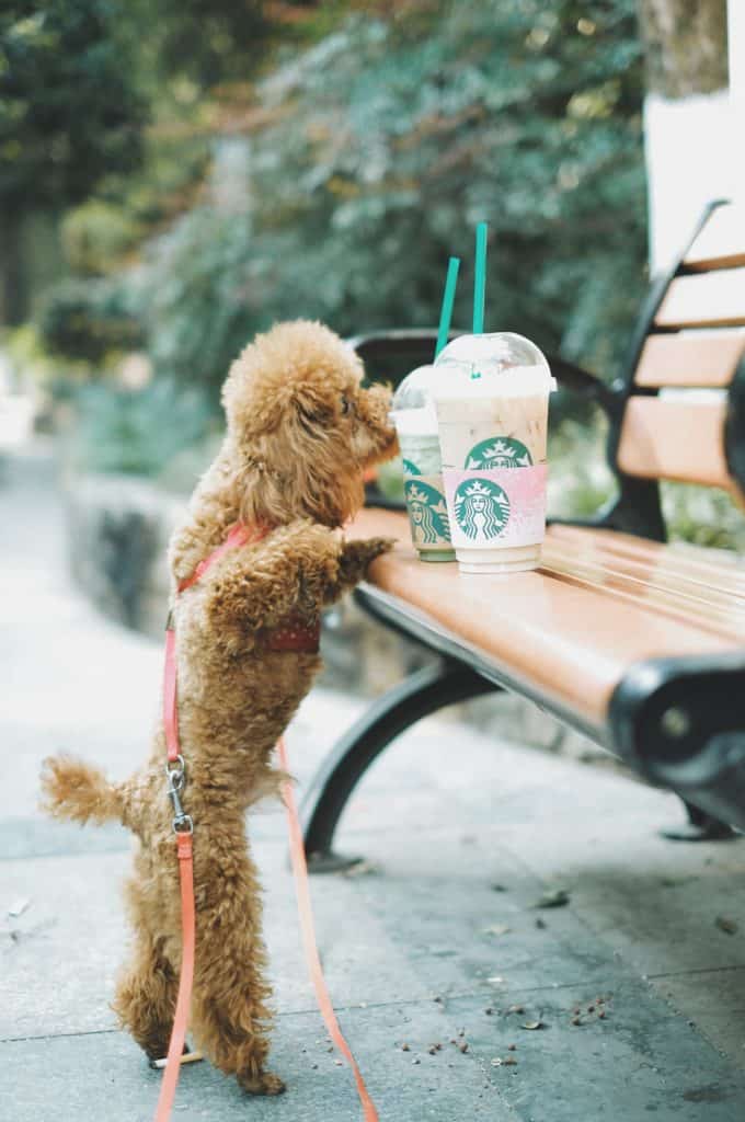 Can dogs have milk? Starbucks has a dog-friendly option.