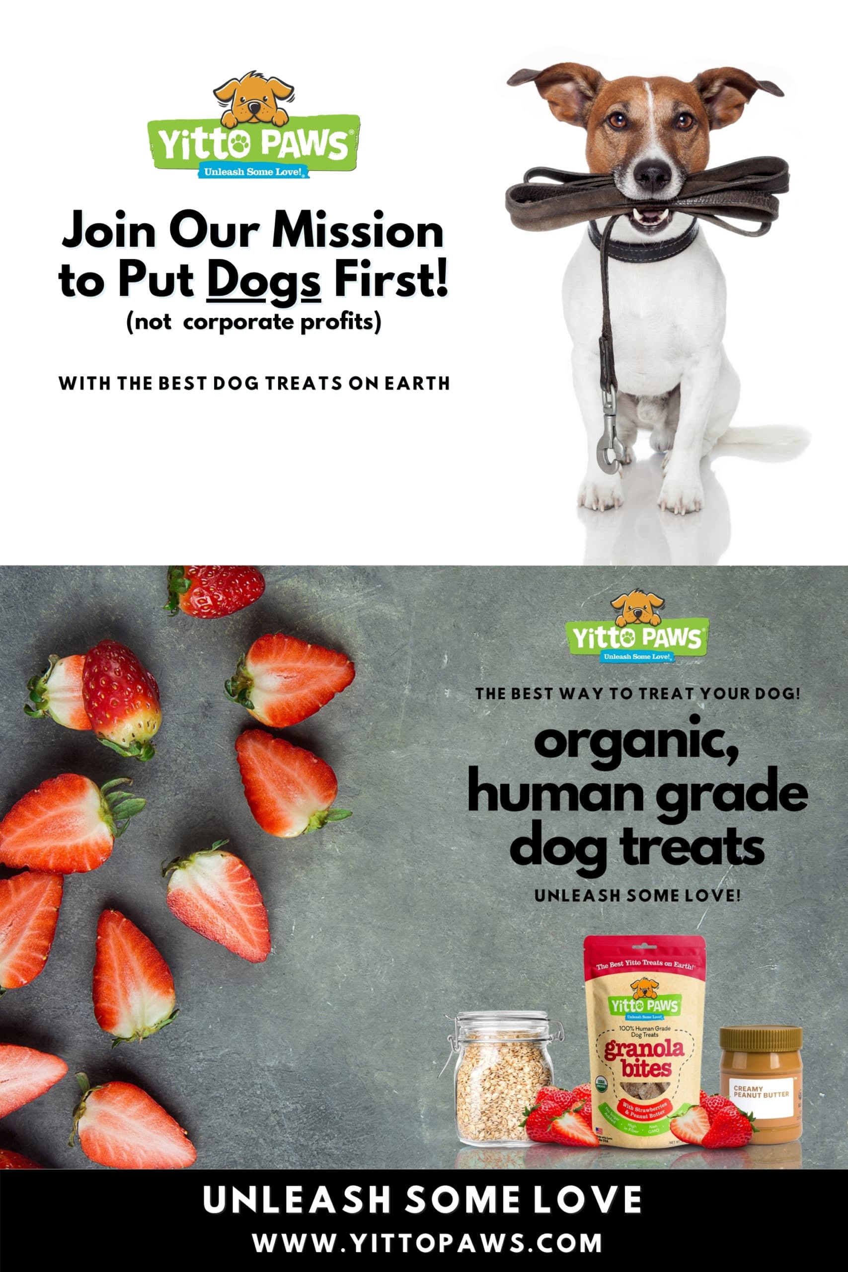 Join Our Mission at Yitto Paws to Put Dogs First!
