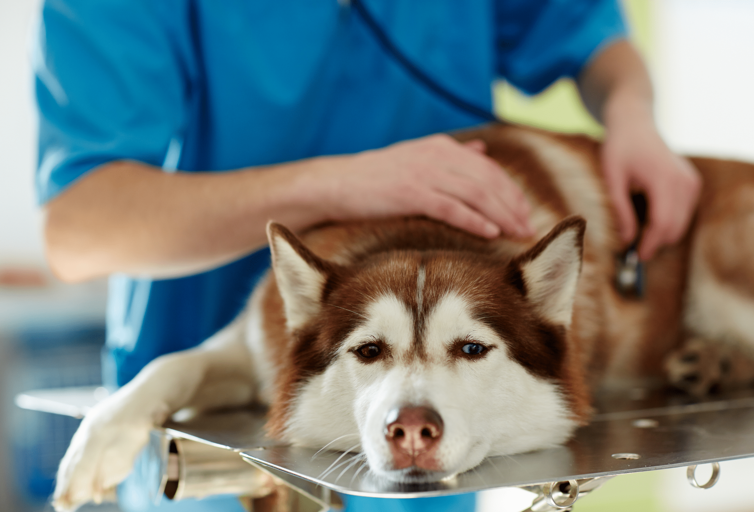 What to give a dog for upset stomach and how to know if it is an emergency.