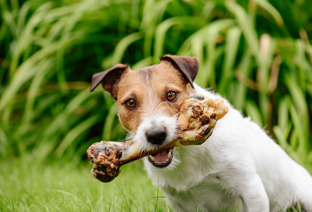 There are 6 main benefits of bone broth for dogs!