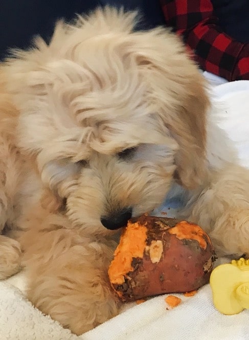 Can dogs eat sweet potatoes? Here is Scout enjoying a sweet potato!