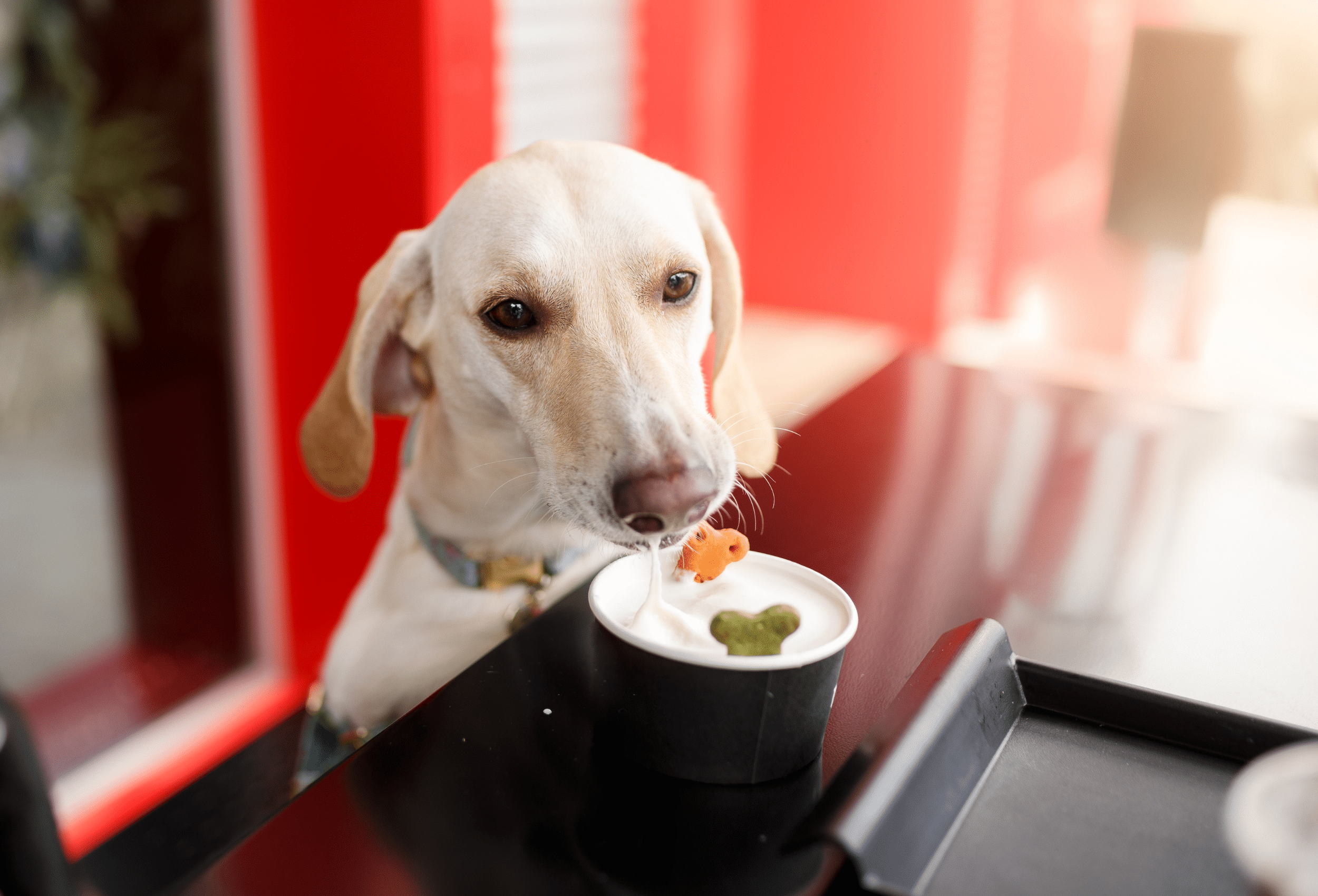 A guide to the benefits of probiotics for dogs