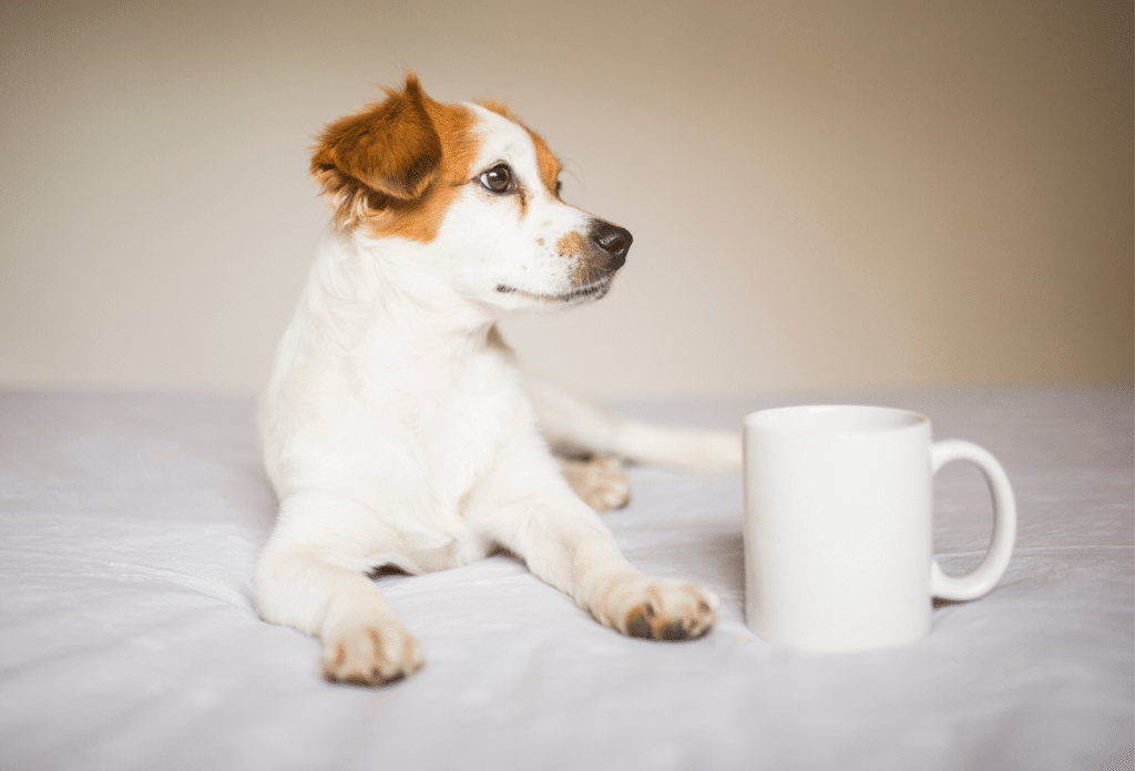 Can dogs drink coffee? Caffeine is dangerous for dogs.