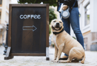 Can dogs drink coffee? Unsurprisingly, the answer is no!