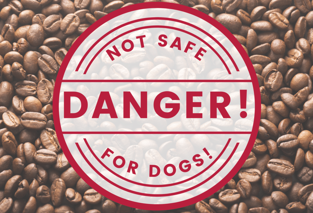 Can dogs drink coffee? No! Keep caffeine out of reach.