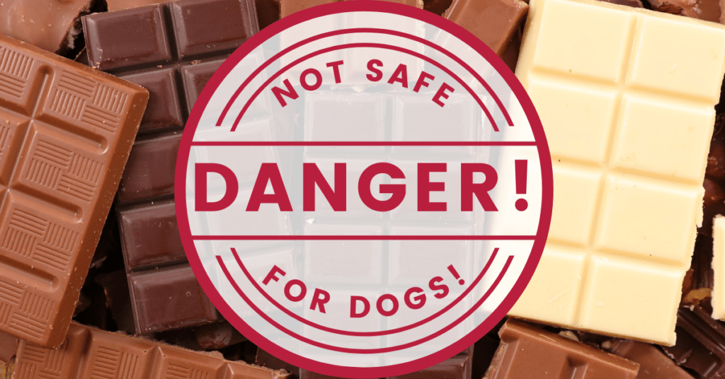 Dogs and chocolate are a dangerous pair "not safe for dogs" graphic