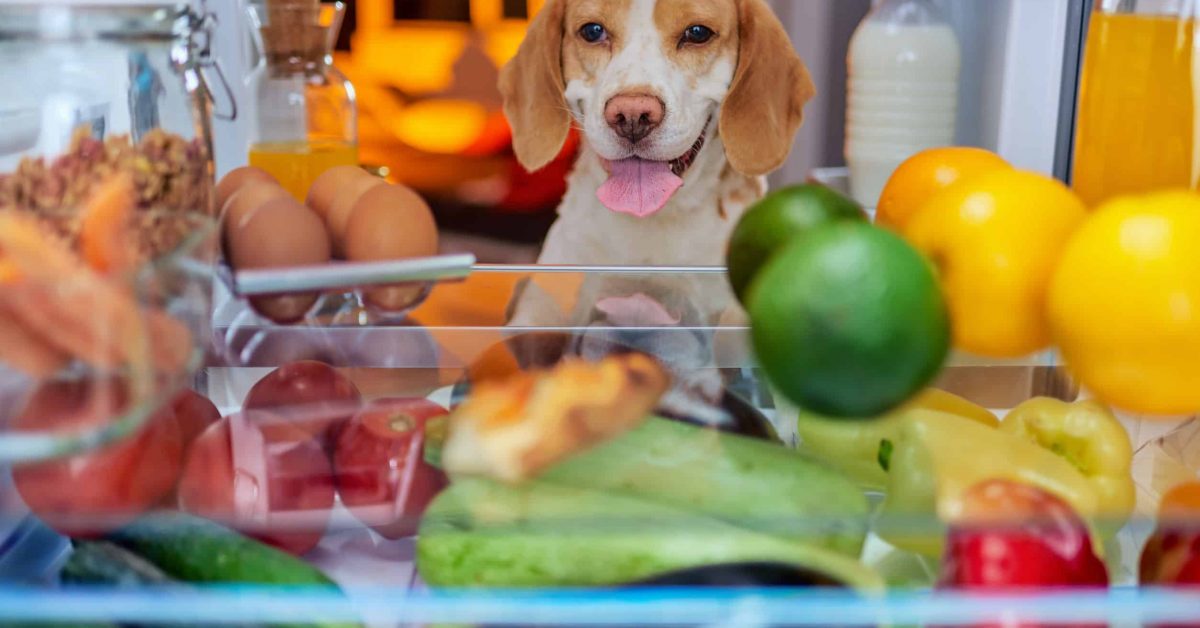 Human foods dogs can eat may be right in your fridge!