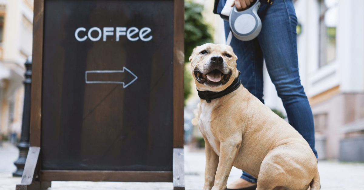 Can dogs drink coffee? Unsurprisingly, the answer is no!