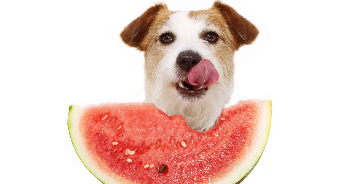 Watermelon is a simple option on the list of fruits dogs can eat!