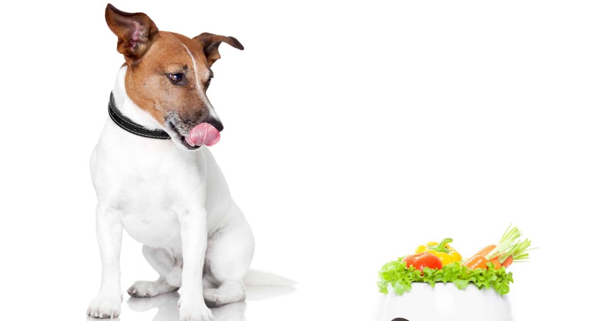 What are the best options for vegetables dogs can eat.