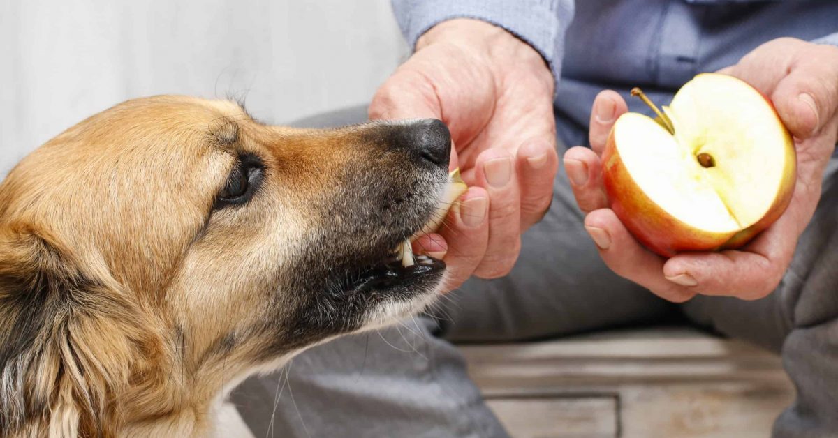 Man feeding his dog an apple