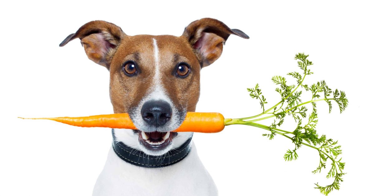 Can dogs eat carrots? Yes!