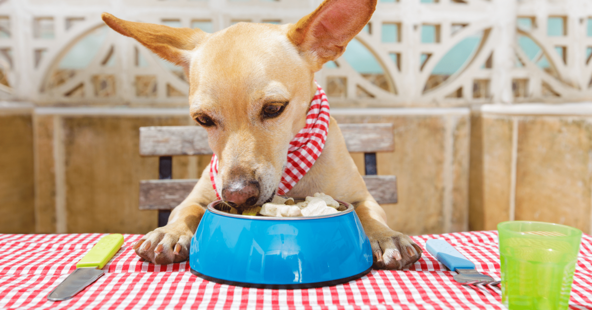 Can dogs eat eggs? Yes, there are surprising health benefits!