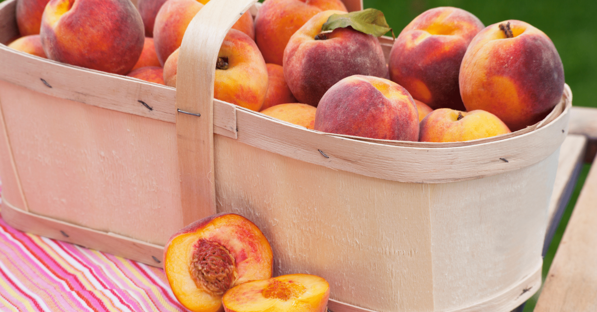Can dogs eat peaches! Yes! Read to find out more.