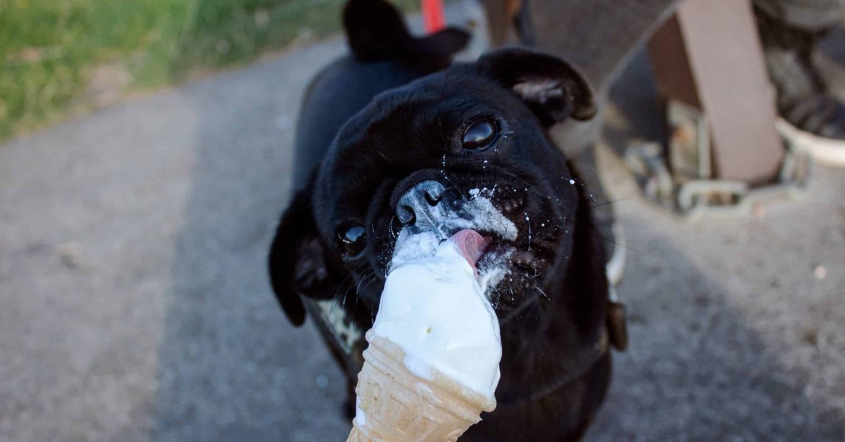 Can dogs have milk products? Feeding dogs dairy ice cream cone.