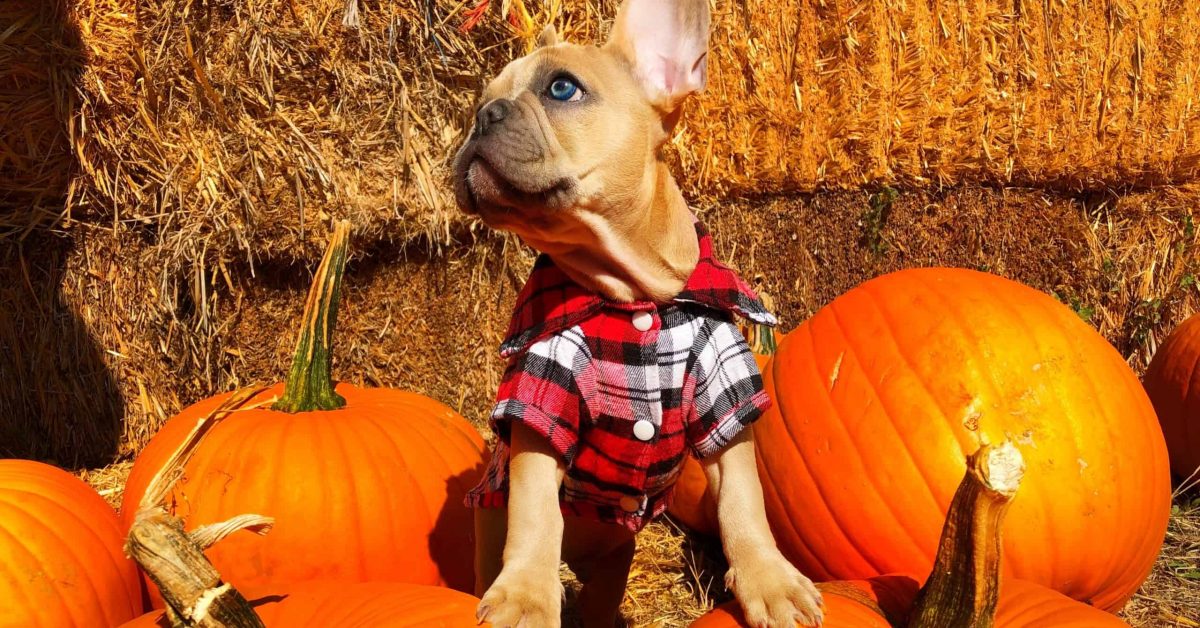 Can dogs have pumpkin? Dog posing with pumpkins!