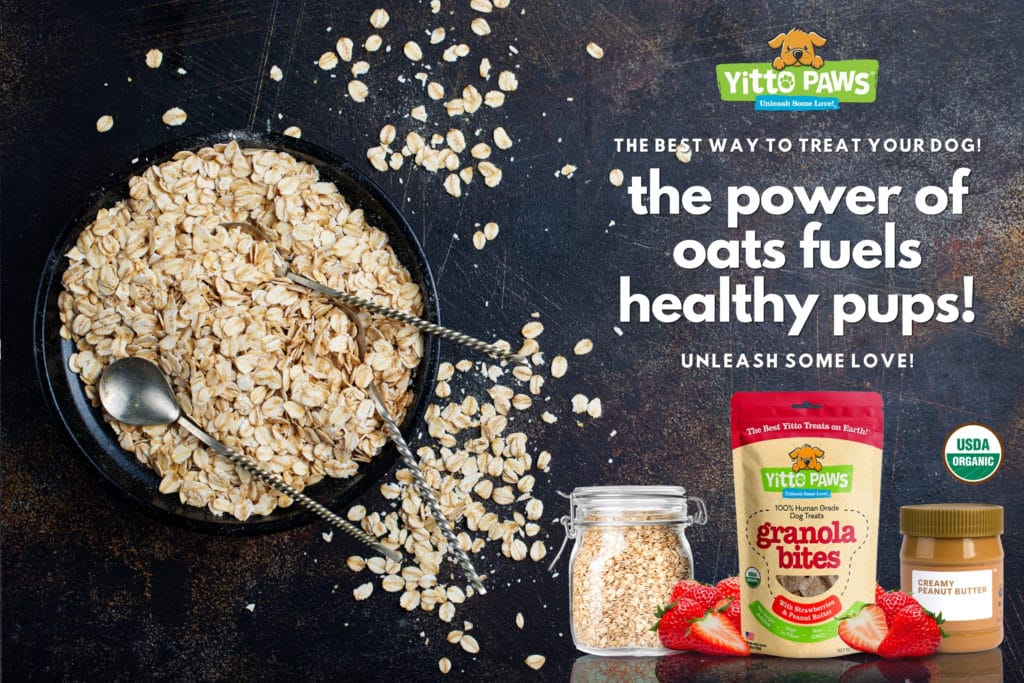 Oats for Dogs: 6 Incredible Superpowers For Your Dog’s Health » Yitto Paws