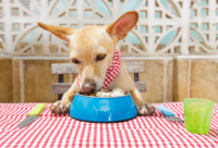 Can dogs eat eggs? Yes, there are surprising health benefits!