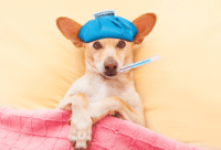 "as sick as a dog!" what to give a dog for upset stomach