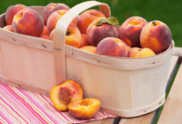 Can dogs eat peaches! Yes! Read to find out more.