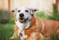 Best senior dog food for longevity