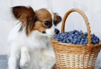 Can dogs eat blueberries?